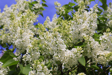 Beautiful spring branches of blooming white lilac bush