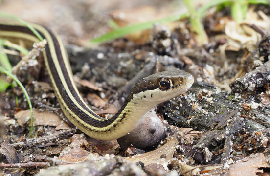 Closeup Focus Stacked Image of an Eastern Ribbon Snake Crawling Past You