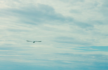 landscape image of A seagull soaring free in the air against a blue cloudy sky with copy space