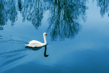 white Swan floating on the lake in the evening, blue water