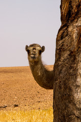Camel