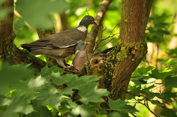 Fototapeta premium pigeon ramier 