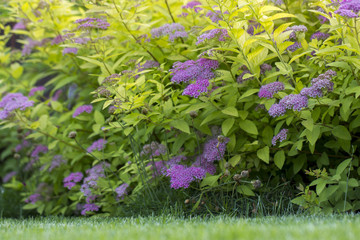 The flower of the red spiraea, the ornamental shrub used in landscape design, is well suited for decorating haircut