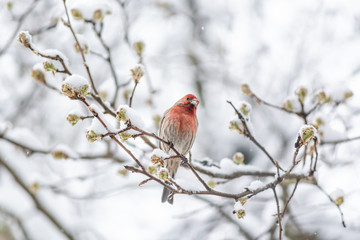 One male red house finch, Haemorhous mexicanus, bird sitting perched on tree branch during heavy winter spring snow colorful in Virginia, snow flakes falling