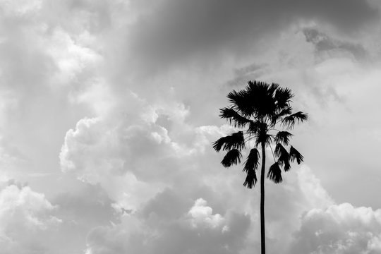silhouette of a palm tree - monochrome