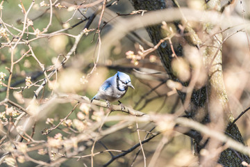 One blue jay, Cyanocitta cristata, bird perched on tree branch in sunny colorful spring in Virginia, aerial looking down