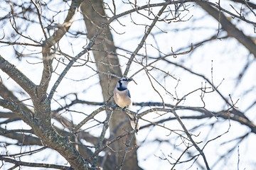 Blue jay, Cyanocitta cristata, bird perched on tree branch gathering nesting twigs branches in winter spring in Virginia, choosing