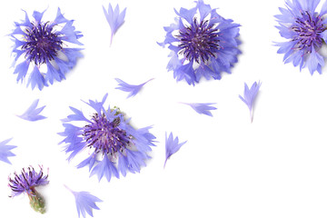 Blue cornflower (Cyanus segetum) isolated on white background. Top view