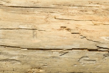Plakat The old wood texture with natural patterns with cracked color, background