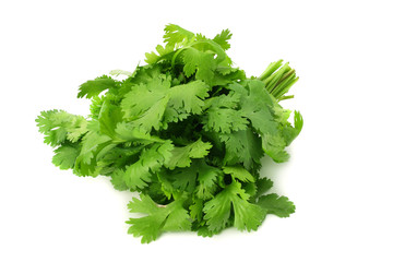 Bunch of fresh coriander leaves isolated on white background. Coriandrum sativum. cilantro