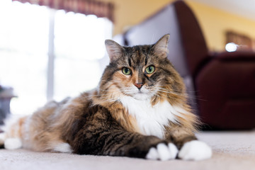 Cute maine coon calico cat closeup inside home lying down on carpet floor indoor house living room by couch sofa