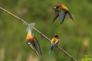 bee-eaters, Merops apiaster, sits on a branch, Bienenfresser