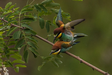 bee-eaters, Merops apiaster, sits on a branch, Bienenfresser