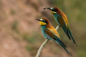 bee-eaters, Merops apiaster, sits on a branch, Bienenfresser
