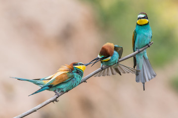 bee-eaters, Merops apiaster, sits on a branch, Bienenfresser