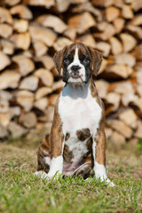 Sitzender Boxerwelpe vor einm Holzstapel