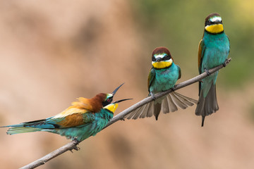 bee-eaters, Merops apiaster, sits on a branch, Bienenfresser