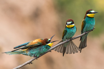 bee-eaters, Merops apiaster, sits on a branch, Bienenfresser