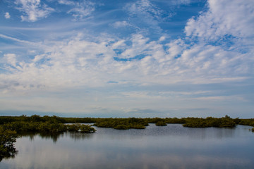 Fototapeta na wymiar Florida wetlands 