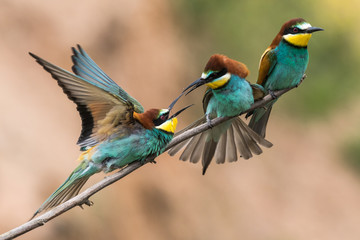 bee-eaters, Merops apiaster, sits on a branch, Bienenfresser