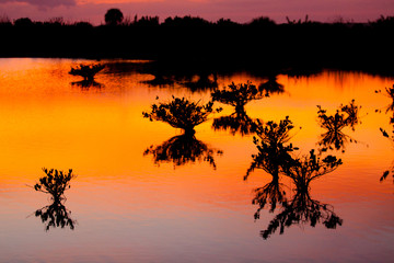 Florida wetlands at sunset