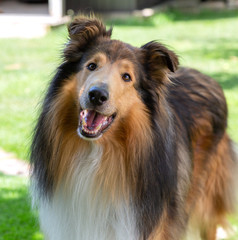 Langhaar-Collie-R&uuml;de in dark-sable, 5 Jahre alt