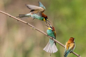 bee-eaters, Merops apiaster, sits on a branch, Bienenfresser