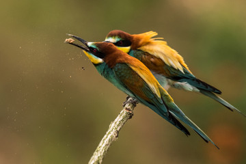 bee-eaters, Merops apiaster, sits on a branch, Bienenfresser