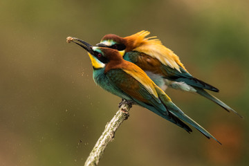 bee-eaters, Merops apiaster, sits on a branch, Bienenfresser