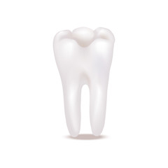 Realistic Detailed 3d White Healthy Teeth. Vector