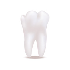 Realistic Detailed 3d White Healthy Teeth. Vector