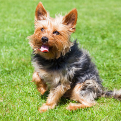 The dog is waiting for instructions.