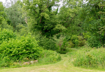 Path to a Jungle of Scottish Trees and Bushes