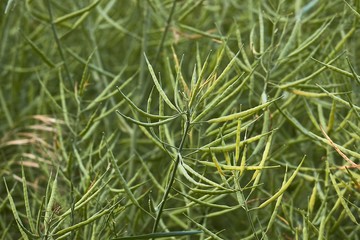 Rapeseed plant closeup