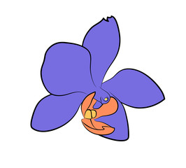 Vector illustration, isolated purple orchid flower, outline hand painted drawing