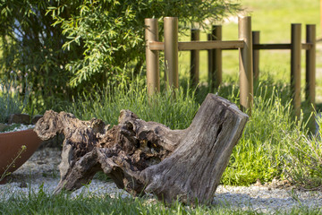 Dry dead snag on garden background.
