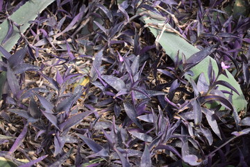 jardin des plantes de lille 