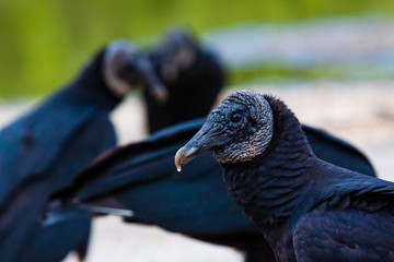 Vultures 