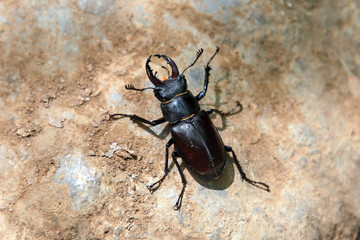 Large black beetle with long mustache and mandibles sitting on a rock