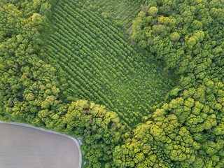 Aerial view from the drone, a bird's eye view to the forest with green spaces and agricultural...