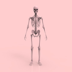 Human Anatomy Skeleton Pastel 3D Render