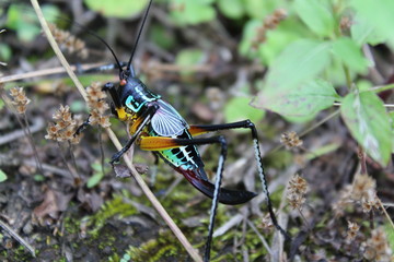 This picture show a beautiful grasshopper with an amazing pattern of colors, with an amazing amount of glowing green, blue and orange in its body.