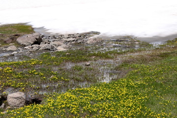 A Crocus meadow and melting snow in spring