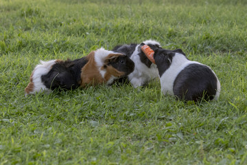 Guinea pigs