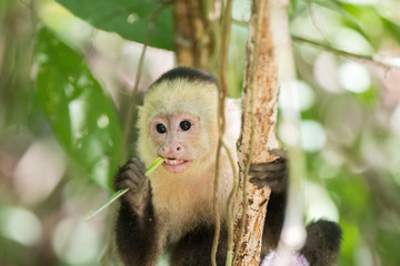 Capuchin (white-faced) monkey eating in it's natural habitat in Costa Rica, Central America