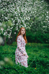 Plakat Beautiful red-haired girl in a white dress among blossoming apple-trees in the garden.