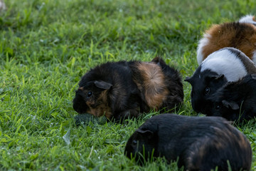Black and brown guinea pig
