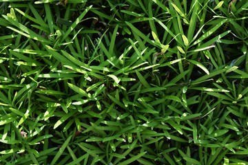 Hedge of the Yew plum pine