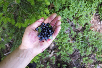 Collected in the forest blueberry in man hand close up