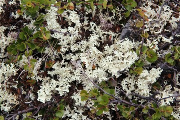 Cladonia rangiferina